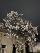 名残の辛夷