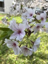 名残の桜