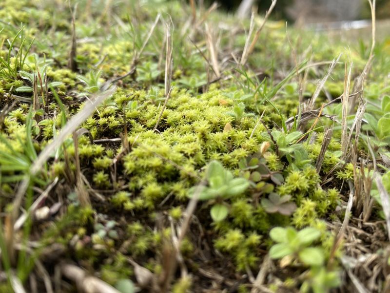 雨水（うすい）