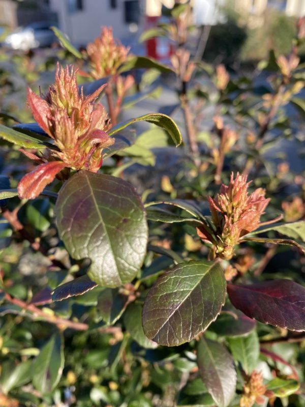 草木弥生い茂る月