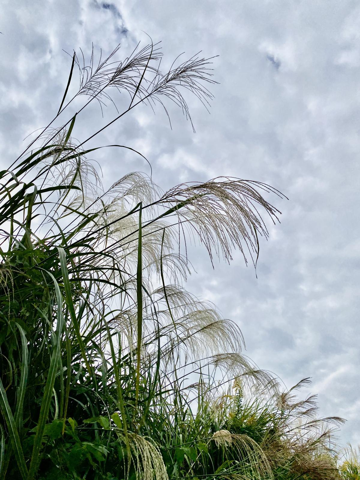 天秤座新月の祈り